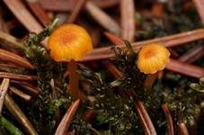 Orangeroter Heftelnabeling, Foto 39