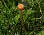 Orangeroter Heftelnabeling, Foto 40