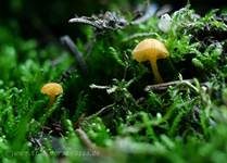 Orangeroter Heftelnabeling, Foto 41