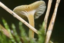 Orangeroter Heftelnabeling, Foto 6