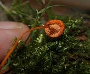 Orangeroter Heftelnabeling, Foto 47