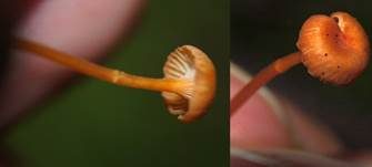 Orangeroter Heftelnabeling, Foto 48