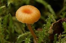 Orangeroter Heftelnabeling, Foto 51