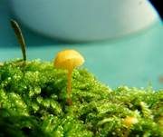Orangeroter Heftelnabeling, Foto 7