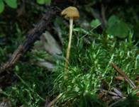 Orangeroter Heftelnabeling, Foto 55
