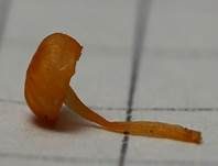 Orangeroter Heftelnabeling, Foto 56