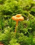 Orangeroter Heftelnabeling, Foto 58