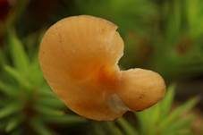 Orangeroter Heftelnabeling, Foto 61