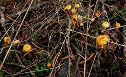 Orangeroter Heftelnabeling, Foto 63