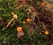 Orangeroter Heftelnabeling, Foto 64