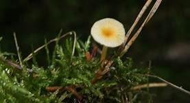 Orangeroter Heftelnabeling, Foto 11