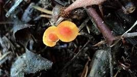 Orangeroter Helmling, Foto 8