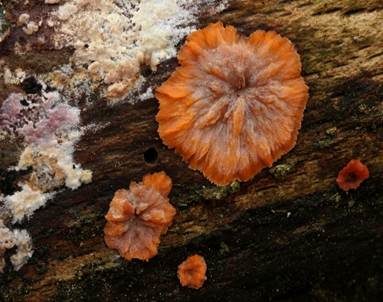 Orangeroter Kammpilz, Foto 2