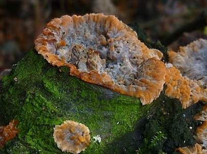 Orangeroter Kammpilz, Foto 3