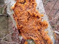 Orangeroter Kammpilz, Foto 15