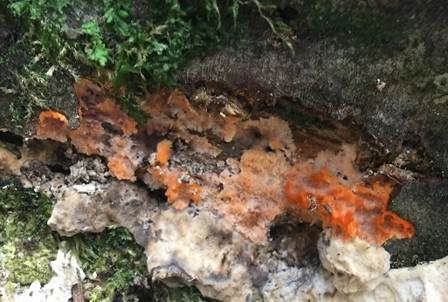 Orangeroter Kammpilz, Foto 5