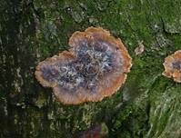 Orangeroter Kammpilz, Foto 7