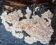 Orangeroter Kammpilz, Foto 55