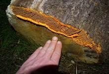 Orangeroter Kammpilz, Foto 66