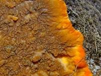 Orangeroter Kammpilz, Foto 68