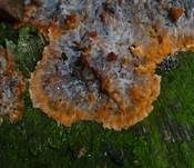 Orangeroter Kammpilz, Foto 10