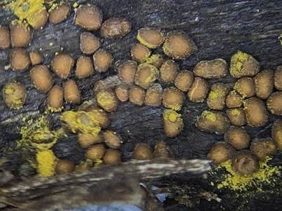 Orangeroter Neststäubling, Foto 4