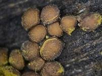 Orangeroter Neststäubling, Foto 5