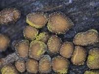 Orangeroter Neststäubling, Foto 6