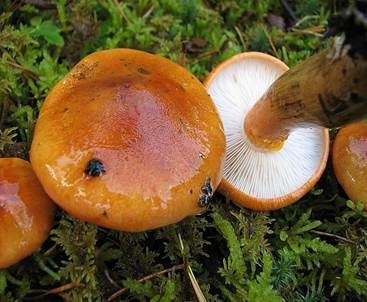 Orangeroter Ritterling, Foto 2