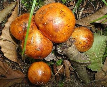 Orangeroter Ritterling, Foto 3