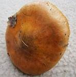 Orangeroter Ritterling, Foto 12
