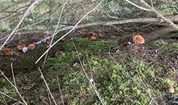 Orangeroter Ritterling, Foto 18