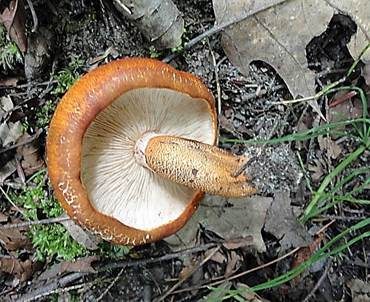 Orangeroter Ritterling, Foto 4