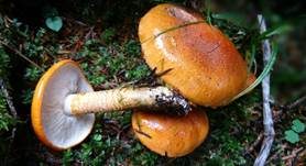 Orangeroter Ritterling, Foto 6