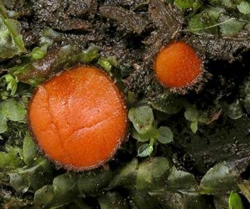 Orangeroter Schildborstling, Foto 2