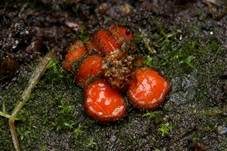 Orangeroter Schildborstling, Foto 7