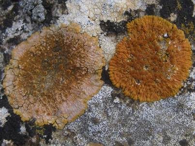 Orangeroter Schönfleck, Foto 3