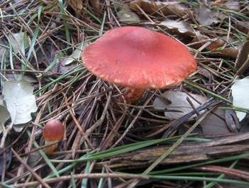 Orangeroter Träuschling, Foto 3