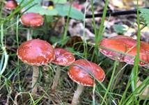 Orangeroter Träuschling, Foto 12