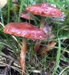 Orangeroter Träuschling, Foto 13