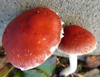 Orangeroter Träuschling, Foto 14