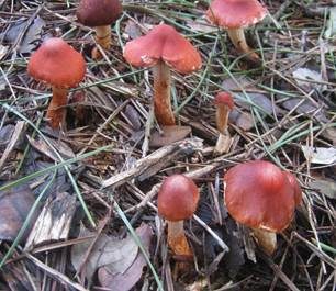 Orangeroter Träuschling, Foto 4