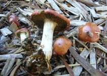 Orangeroter Träuschling, Foto 8