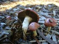 Orangeroter Träuschling, Foto 10