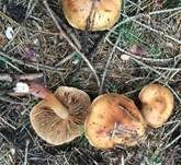 Orangeroter Wurzelschnitzling, Foto 12