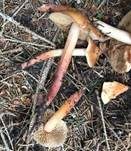 Orangeroter Wurzelschnitzling, Foto 13
