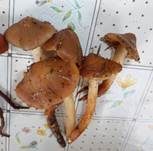 Orangeroter Wurzelschnitzling, Foto 15