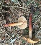 Orangeroter Wurzelschnitzling, Foto 8