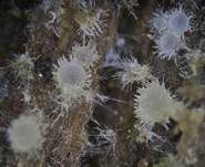Blassgoldenes Spinnwebbecherchen, Foto 12