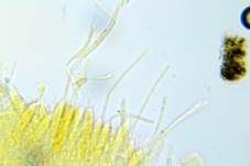 Blassgoldenes Spinnwebbecherchen, Foto 18